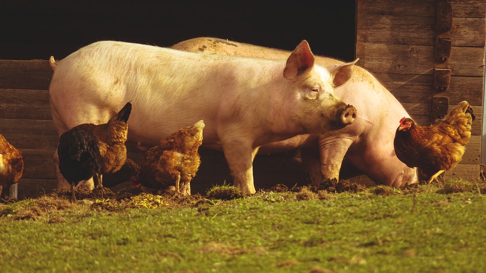 Bienestar animal y la implicación del estrés sobre el sistema inmunológico y la producción