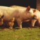 Bienestar animal y la implicación del estrés sobre el sistema inmunológico y la producción