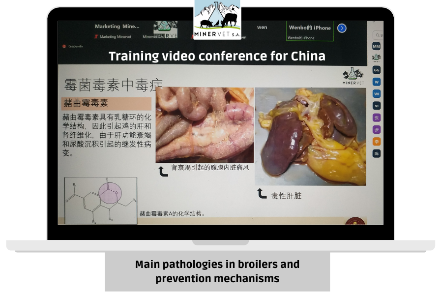 Main pathologies in broilers and prevention mechanisms