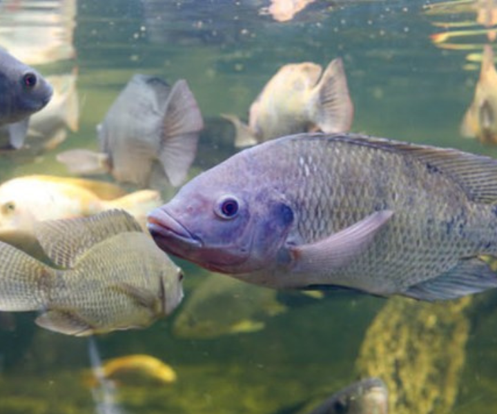 Producción de tilapia en Costa Rica