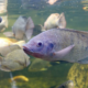 Producción de tilapia en Costa Rica