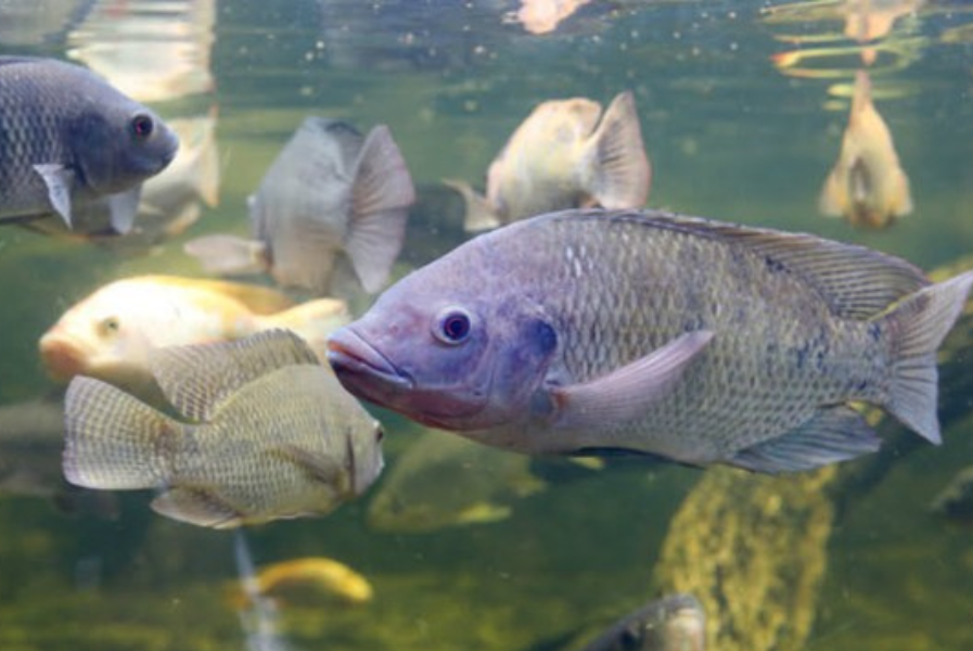 Producción de tilapia en Costa Rica