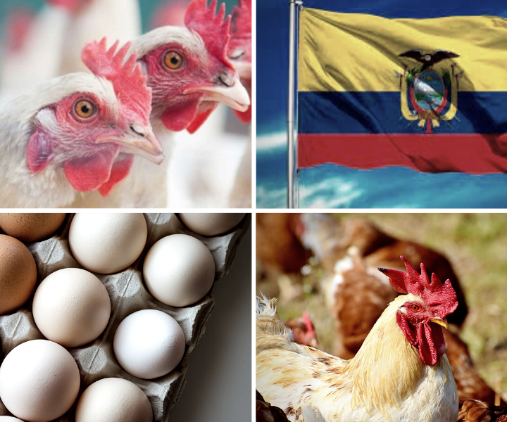 Producción avícola en ecuador