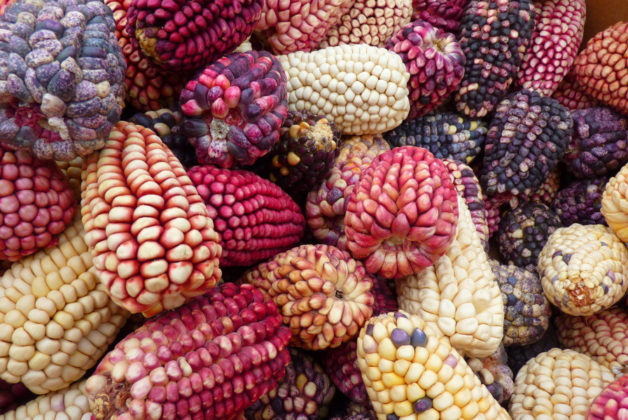 La importancia del maíz en Bolivia