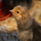 La importancia de los minerales en la producción avícola