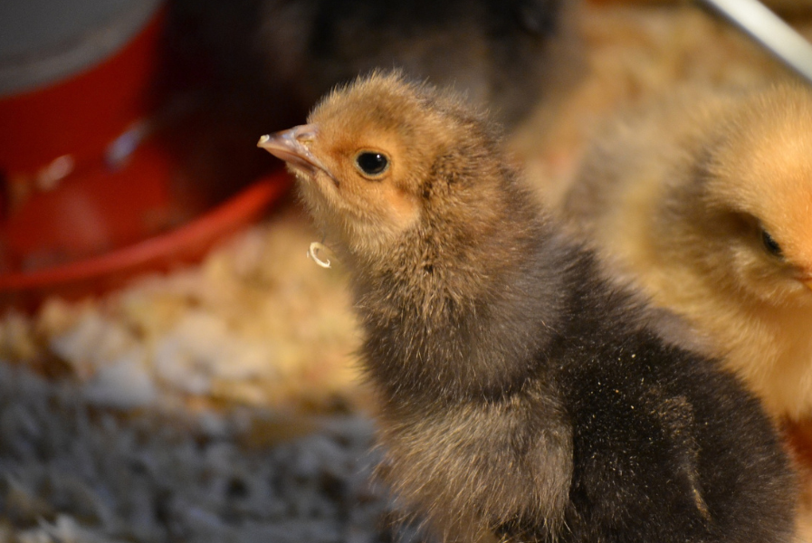 La importancia de los minerales en la producción avícola