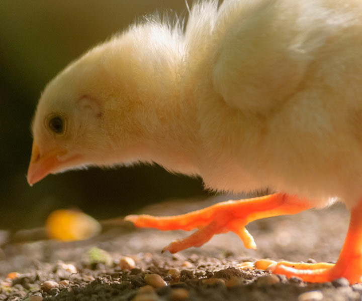 Primera fase de programa zootécnico en broilers