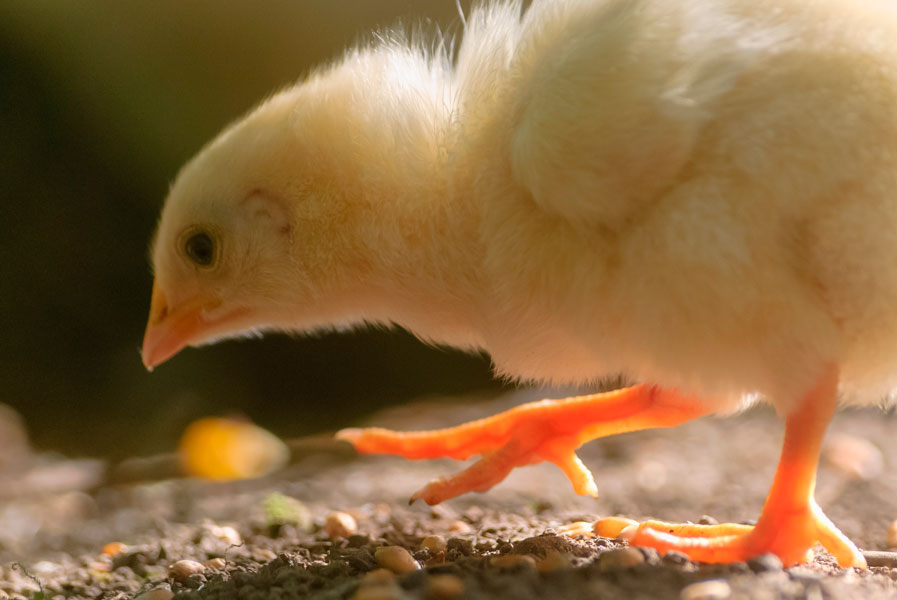 Primera fase de programa zootécnico en broilers