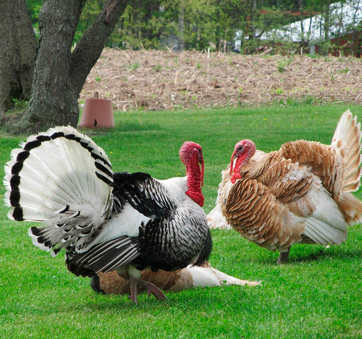 Producción de pavos en Latinoamérica