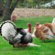 Producción de pavos en Latinoamérica