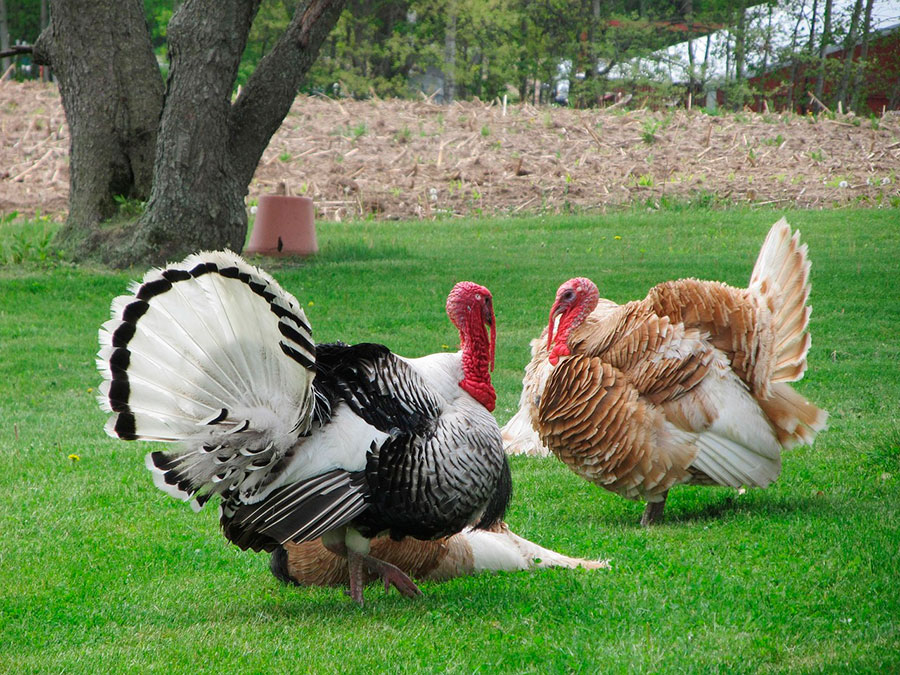 Producción de pavos en Latinoamérica